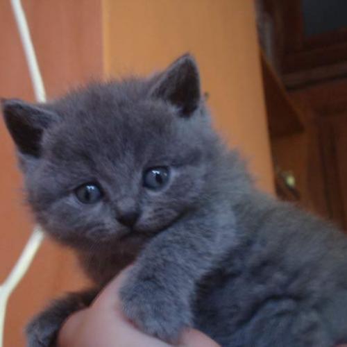 Élevage : british shorthair