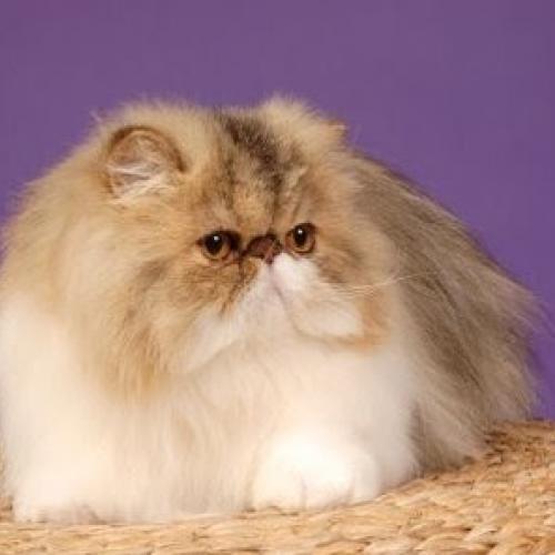 Eleveur : chatterie du reve de meggylou