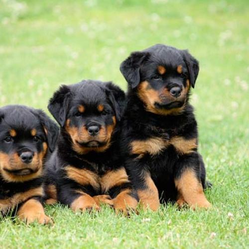 Élevage : rottweiler