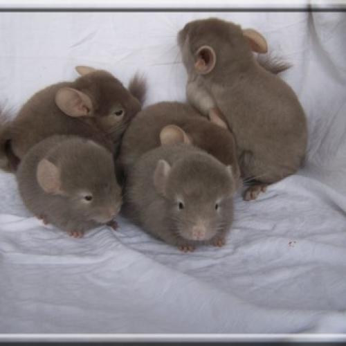 Élevage : chinchilla british longhair british shorthair