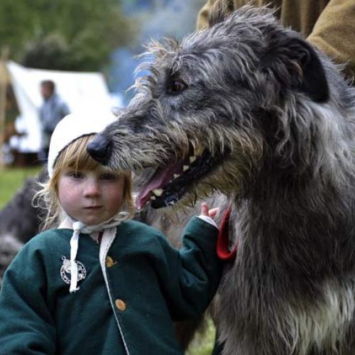 Élevage : levrier irlandais