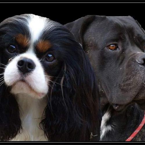 Eleveur des cavaliers de strass