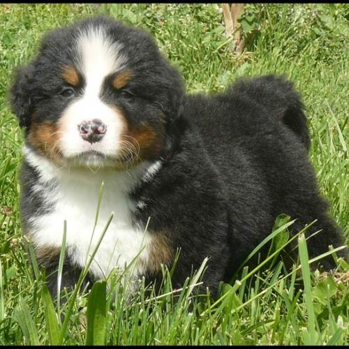 Élevage : bouvier bernois