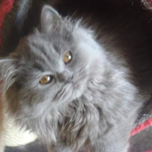 Élevage : british longhair