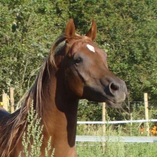 Élevage : pur-sang arabe paint horse