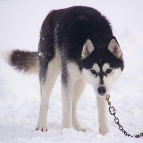 Élevage : husky de siberie