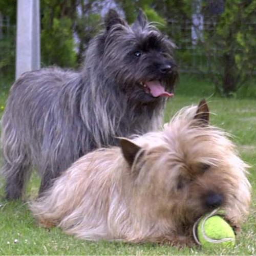 Eleveur : ELEVAGE DU CLOS BAYONNAIS