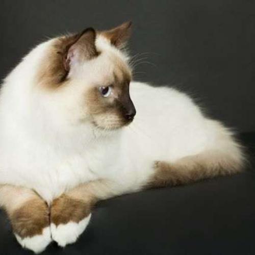 Eleveur de ragdoll Ragalaxy