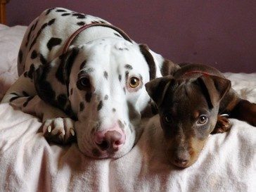 Elevage familial de Dalmatien