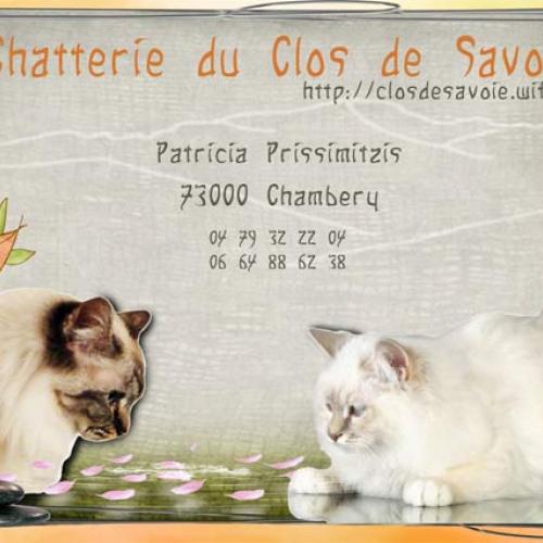 Eleveur : Elevage Sacrés de Birmanie