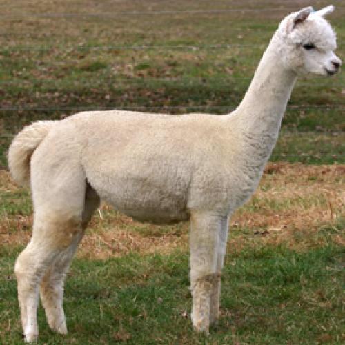 Eleveur : Elevage du Léman