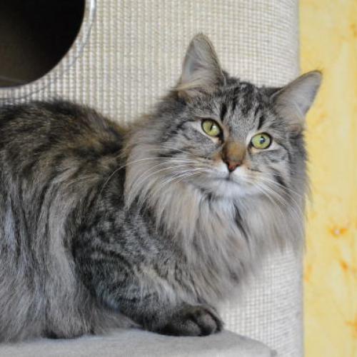 Eleveur : Yakoon Thaï