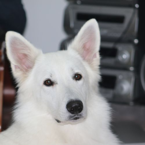 Élevage : berger blanc suisse