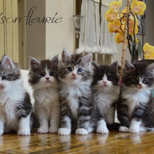 Chatterie de La Maison Fleurie