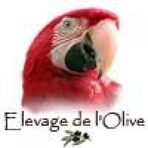 Élevage : ara amazone, eclectus