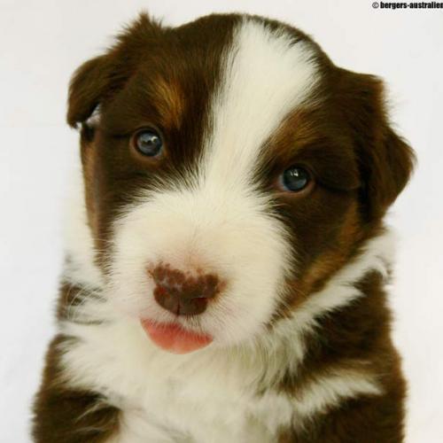 Élevage : berger australien