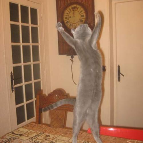 Élevage : chartreux