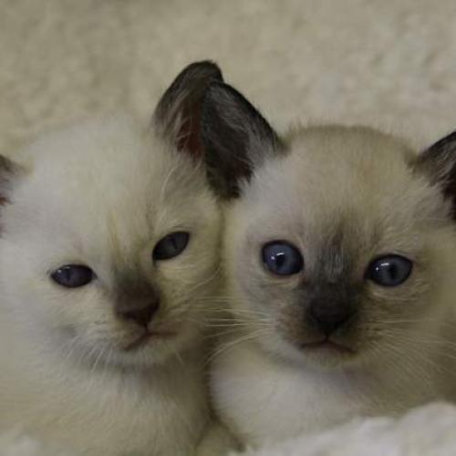 Eleveur : Chatterie du Soleil du Siam