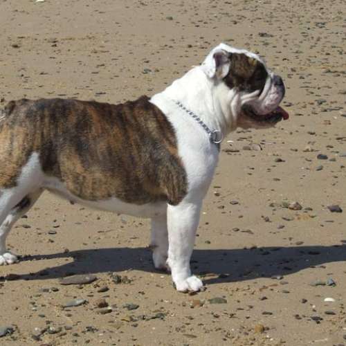 Élevage de Bulldog et de Amstaff