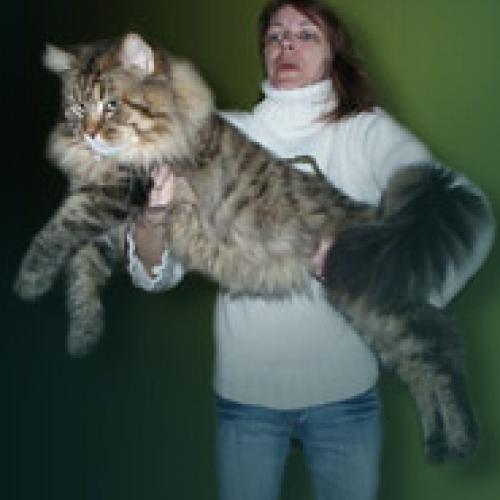 Eleveur : Coons du Chassin