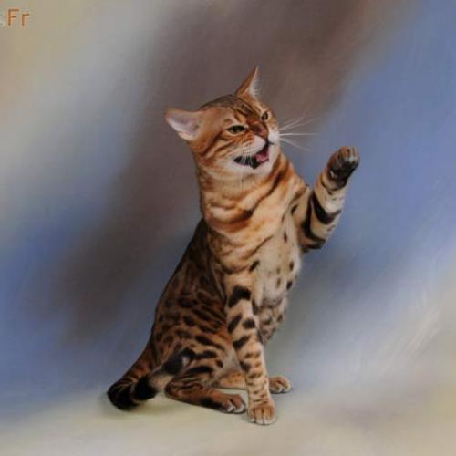 L'élevage de chat bengal - Bengals Fr