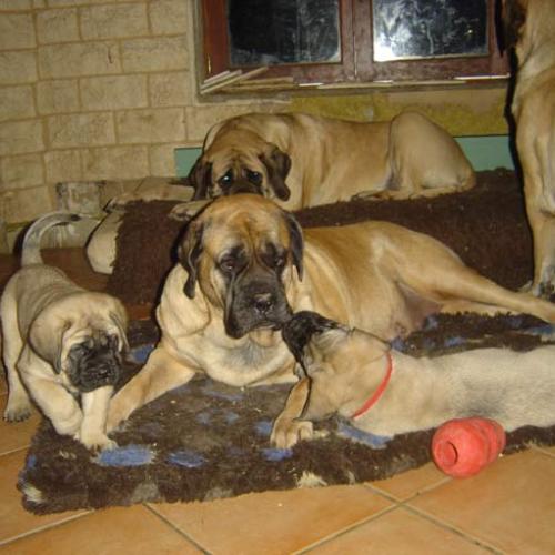 Élevage : mastiff