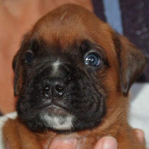 Élevage de la race Boxer