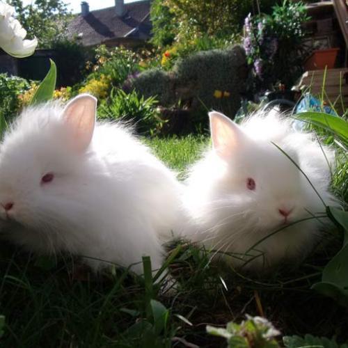 Élevage : lapin nain lapin bélier
