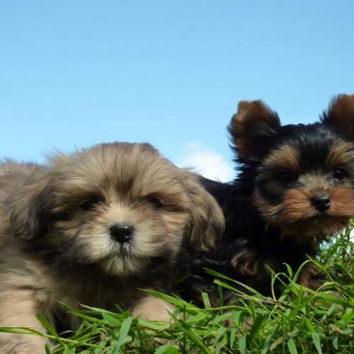 Eleveur : SCEA Chenil de Kerdiles