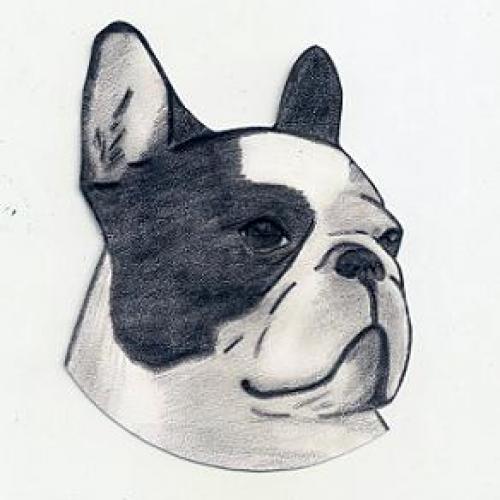 Élevage : bouledogue francais