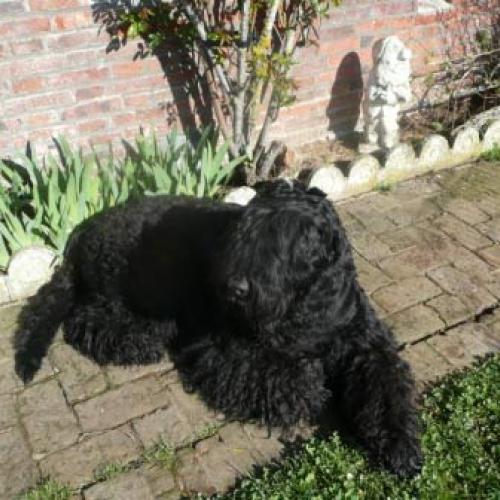 Élevage : terrier noir russe