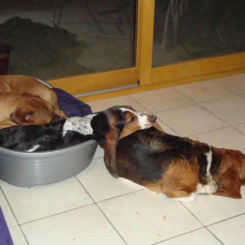 Élevage : basset hound bullmastiff