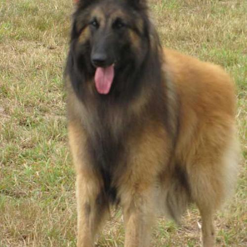 Élevage : berger belge