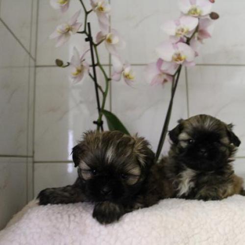 Eleveur : Delmart Elevage