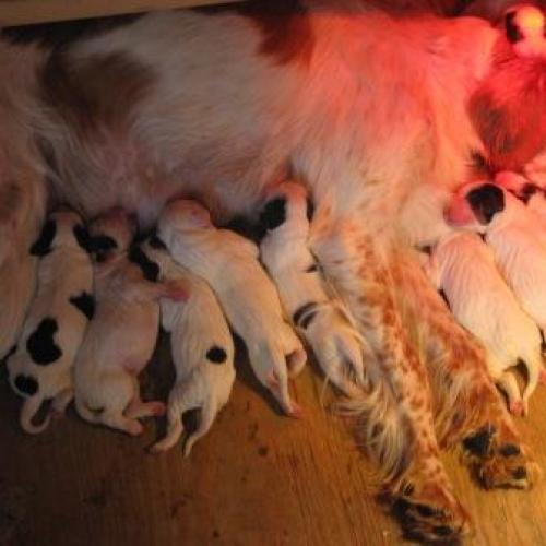 Élevage : setter anglais