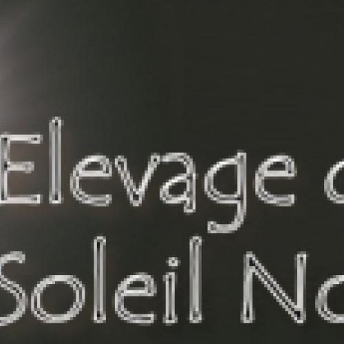 Élevage : cochon d inde lapin bélier lapin nain