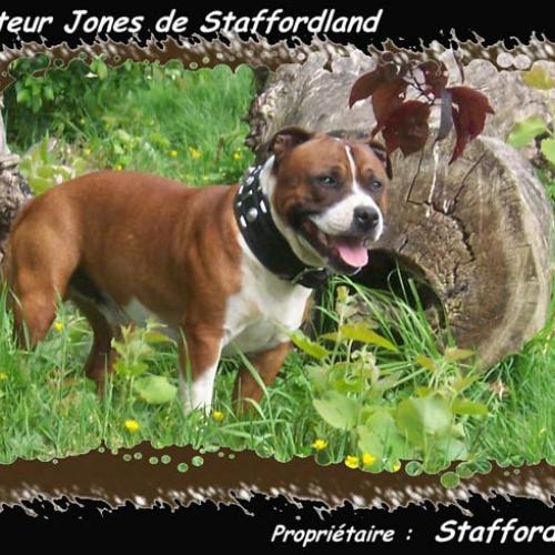 Élevage : staffordland