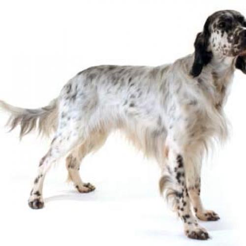 Eleveur : ELEVEUR DRESSEUR