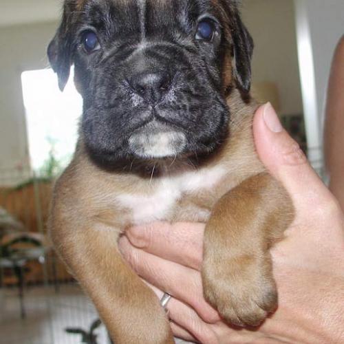 Élevage : boxer