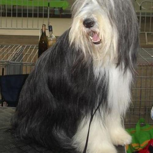 Eleveur : La Planète de Yoda