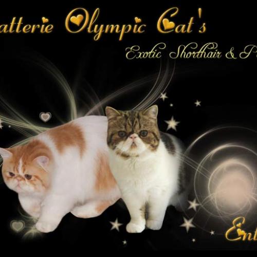 Élevage : exotic shorthair persan