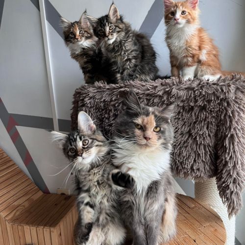 La chatterie des elfes d'athena (51)