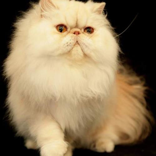 Eleveur : Chatterie Du Clos Des Aulnes