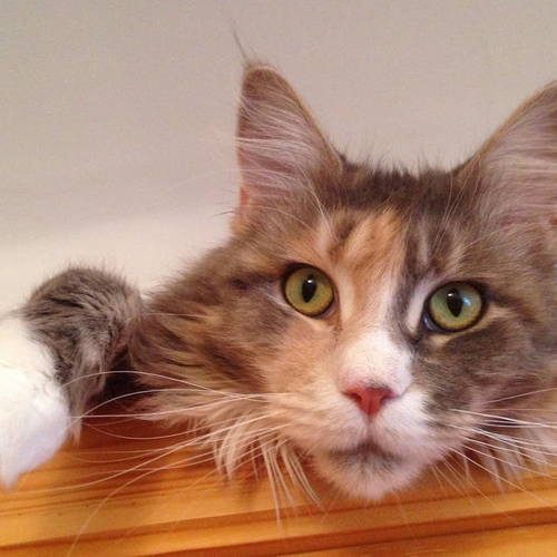 Élevage avanacoon galor maine coon