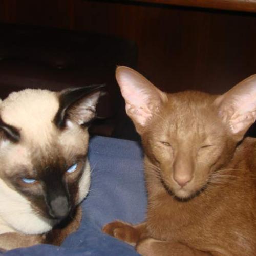 Eleveur : chatterie du vieux château