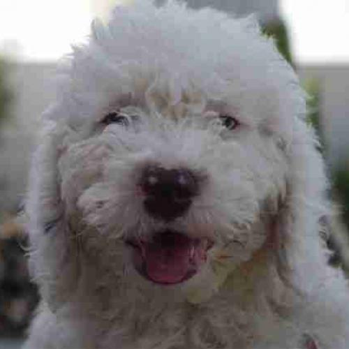 Élevage : chien d eau espagnol