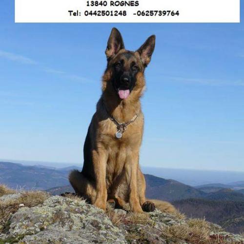 Eleveur : Elevage du verger des bois