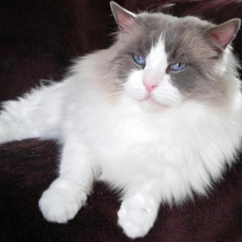 Eleveur : chatterie de MONTE STELLO