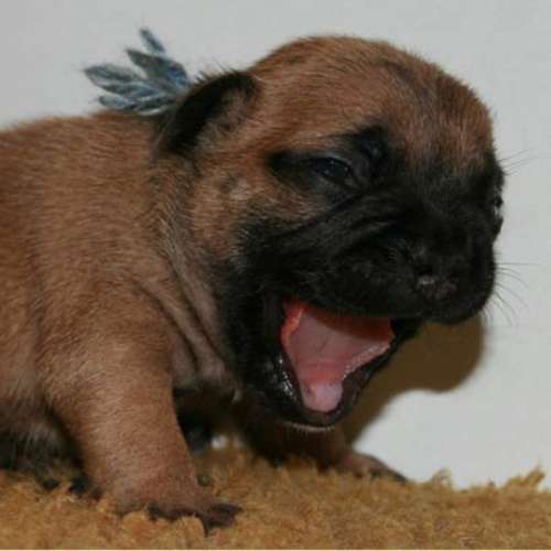 Eleveur : Élevage Du rocher gris