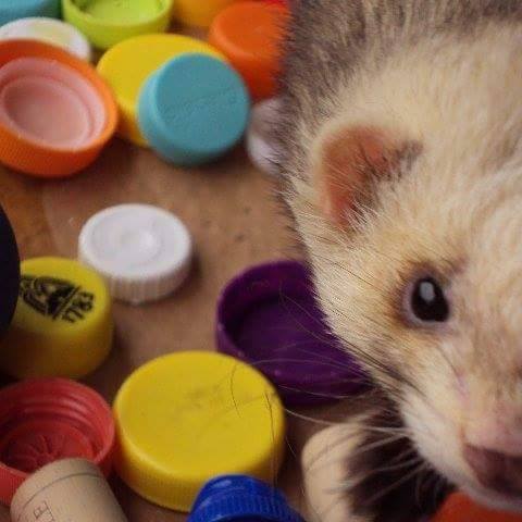 Elevage amateur de perruches et canaris